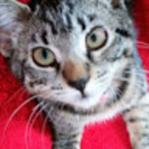 Meet your Posher, Pauline